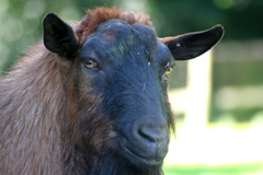 Killikus&reg; Fotographie